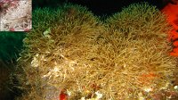 080 Salicornaire (Cellaria sp)